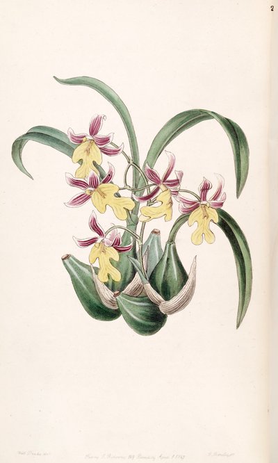 Mexicoa ghiesbreghtiana (as syn. Odontoglossum warneri var. purpuratum) by Miss Drake